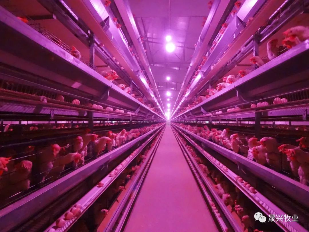 智能化养鸡装备